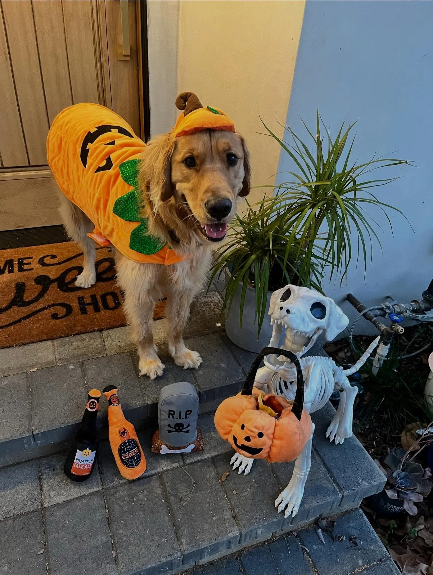 The crypt doors creak and the costumes come out! Spooky season is officially HERE! ๐ป
First up: @somebodhitolove slaying his Halloween fit. ๐
Drop a ๐ฆด if you’re ready for treats, tricks and an entire month of pets in costume!
#nightoftheli