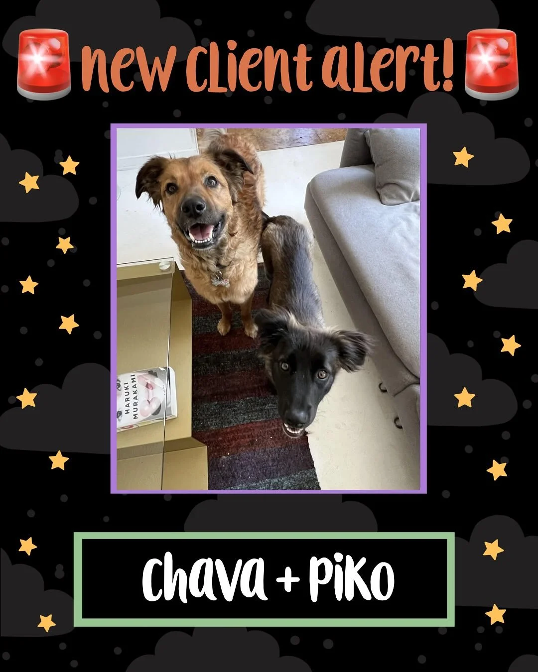 ๐พ Say hello to the newest members of our cute animal cult ๐พ
New tails, new whiskers, new chaos! Our pack keeps growing and our hearts keep getting fuller. ๐๐๐ค๐งก
#nightofthelivingpet #newclients #welcometothecult #professionalpetsitter