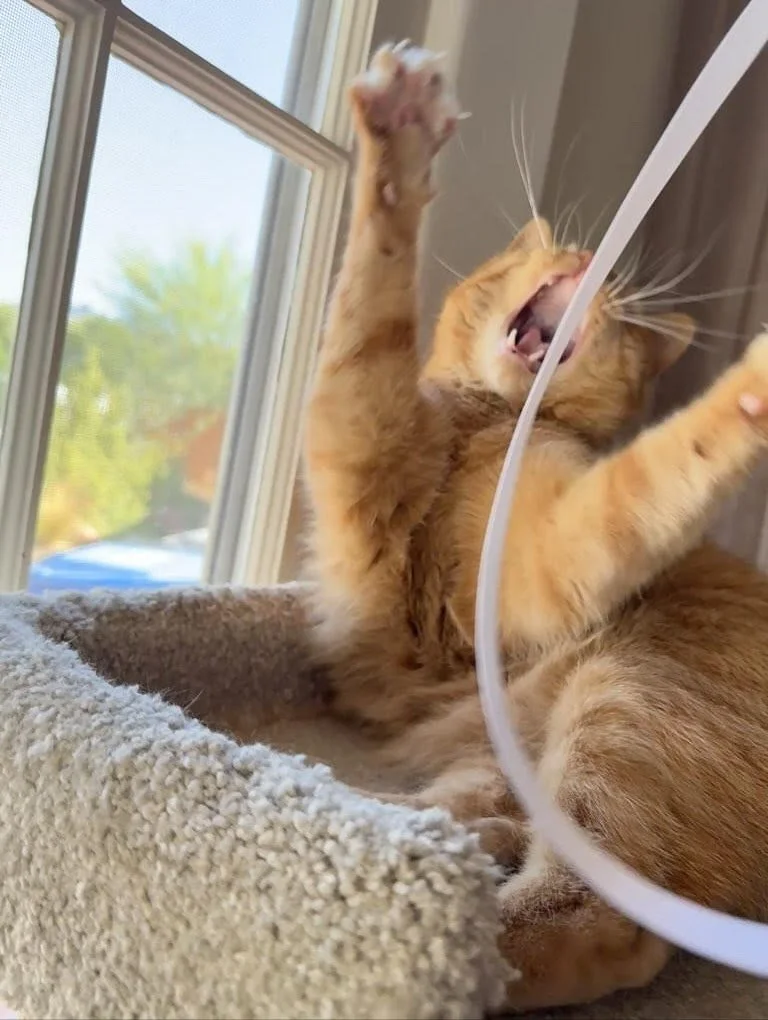 From toy chases to bestie wrestle matches to top-tier zoomies, our furry friends know how to throw down. 
Swipe through for pure joy in motion and maybe a little mischief too ๐
#nightofthelivingpets #playtime #zoomies #petsofinsta