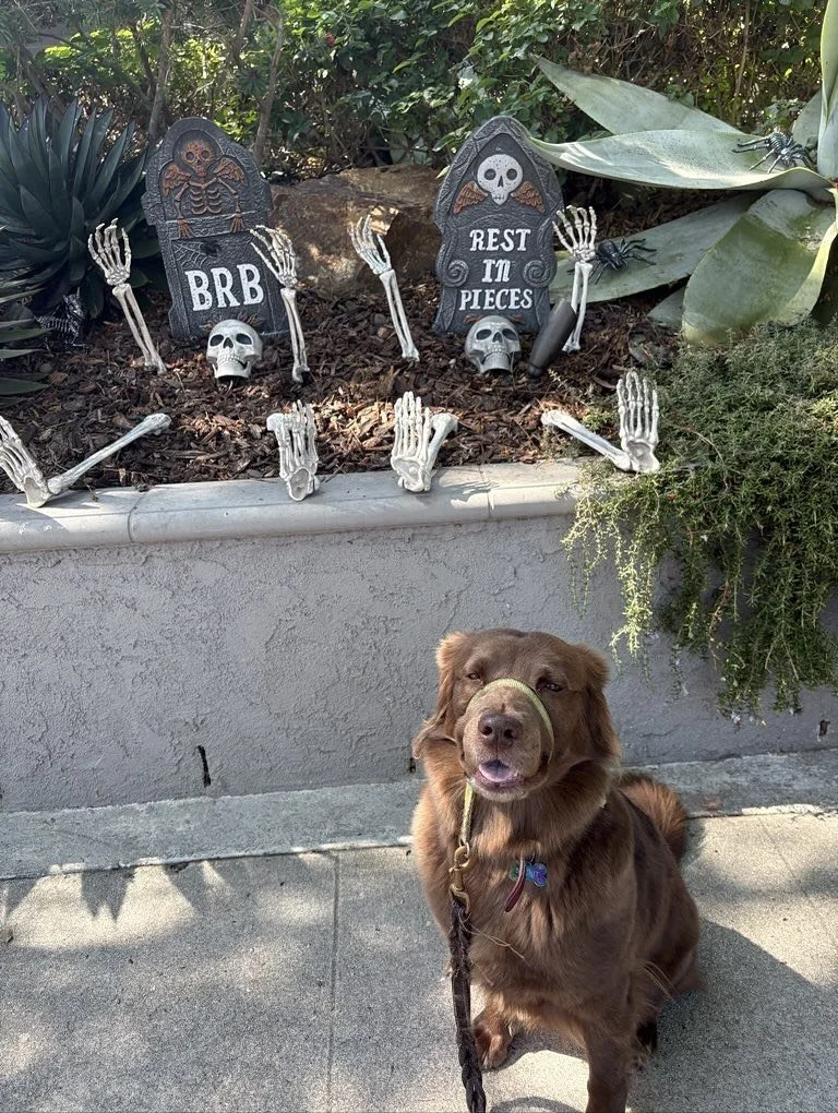 Our walks have gotten a little spookier lately…๐ฎ
From skeletons on porches to ghosts in the garden, our crew’s been taking in all the neighborhood haunts and maybe barking at a few ๐ป
Just your average October stroll ๐
#nightoftheli