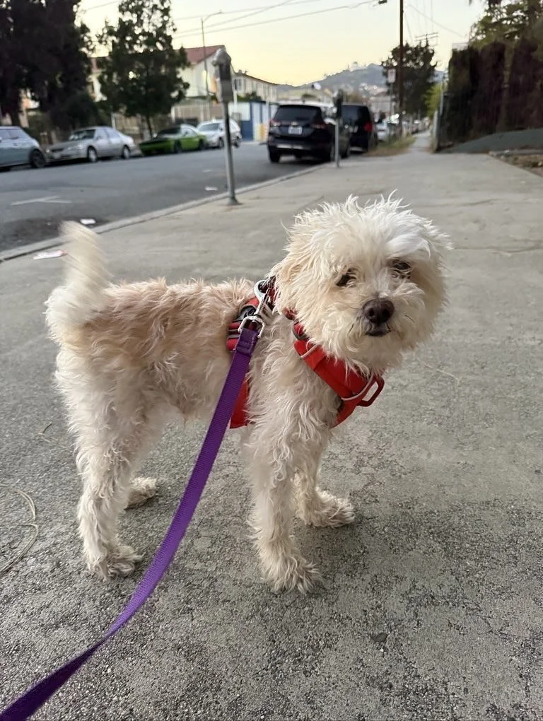 What you see: a flawless furry model moment ๐ธ
What really happened: wiggles, outtakes and way too much bribery with treats ๐
The reality is always the best part though. ๐๐ป
#nightofthelivingpets #instagramvsreality #bloopers #petsofthevalley