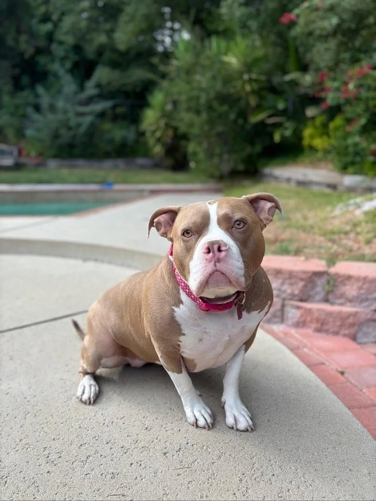 Today we howl extra loud for the misunderstood legends— our pitbull pals! โจ
These pups prove that love has no breed because every dog deserves kindness, not judgment! ๐๐ฝ
Let’s keep breaking stigmas and celebrating every bully breed fo