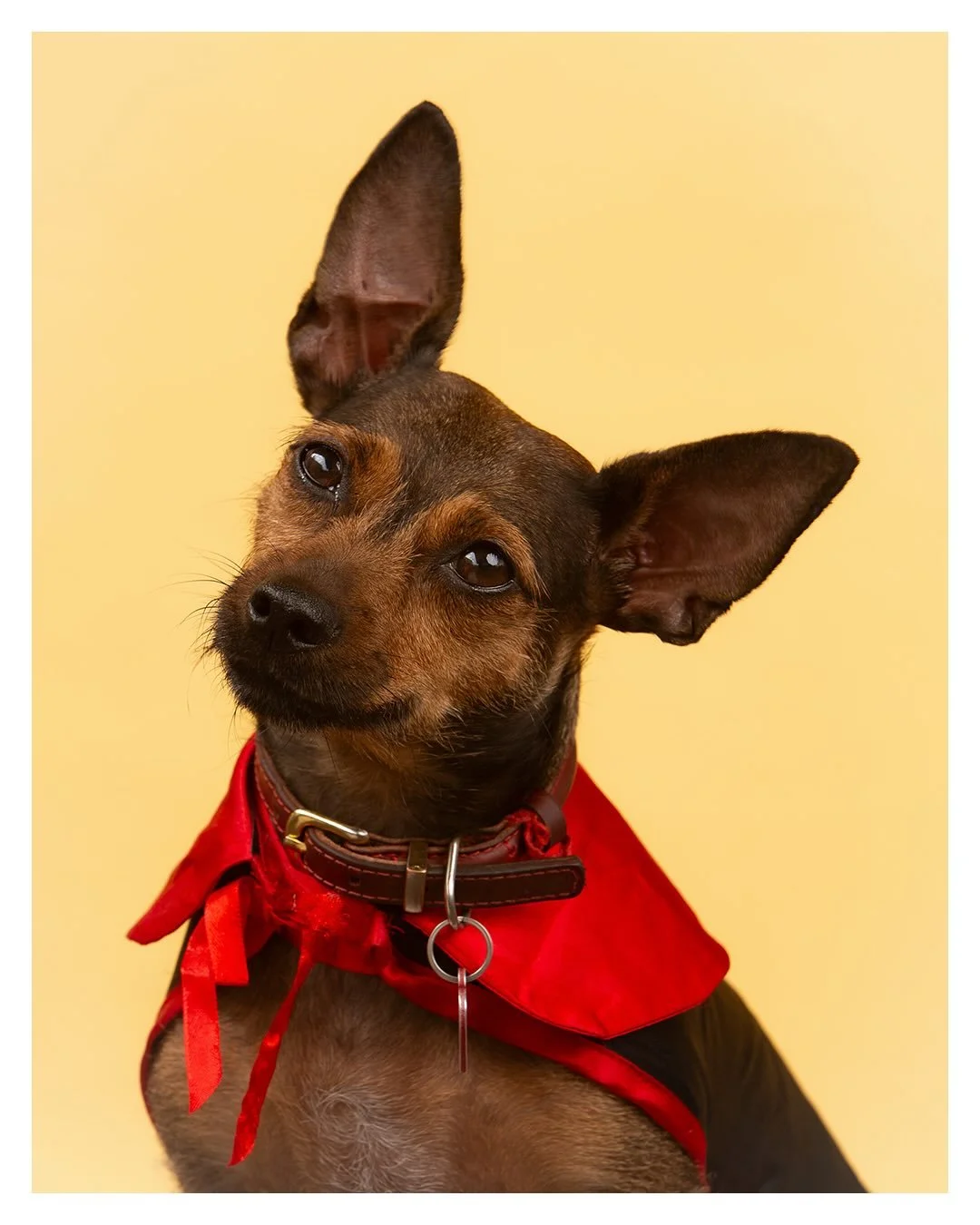 Welcome to the Graveyard Runway, brought to you by Night of the Living Pets! Where spooky style meets furry fabulous. ✨

From Disney characters to dressing like other animals, our pets served howl-oween haute couture. Swipe through to meet them! 👻

