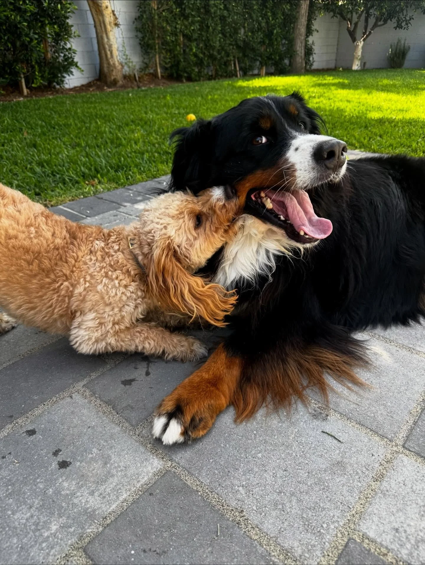Besties roll deep&mdash;sometimes in pairs, sometimes in trios 👯&zwj;♀️

From double trouble to triple the fun, these pups prove everything&rsquo;s better with a squad! 🙌🏼

SWIPE NOW! Your daily dose of adorableness awaits 💜

#nightofthelivingpet