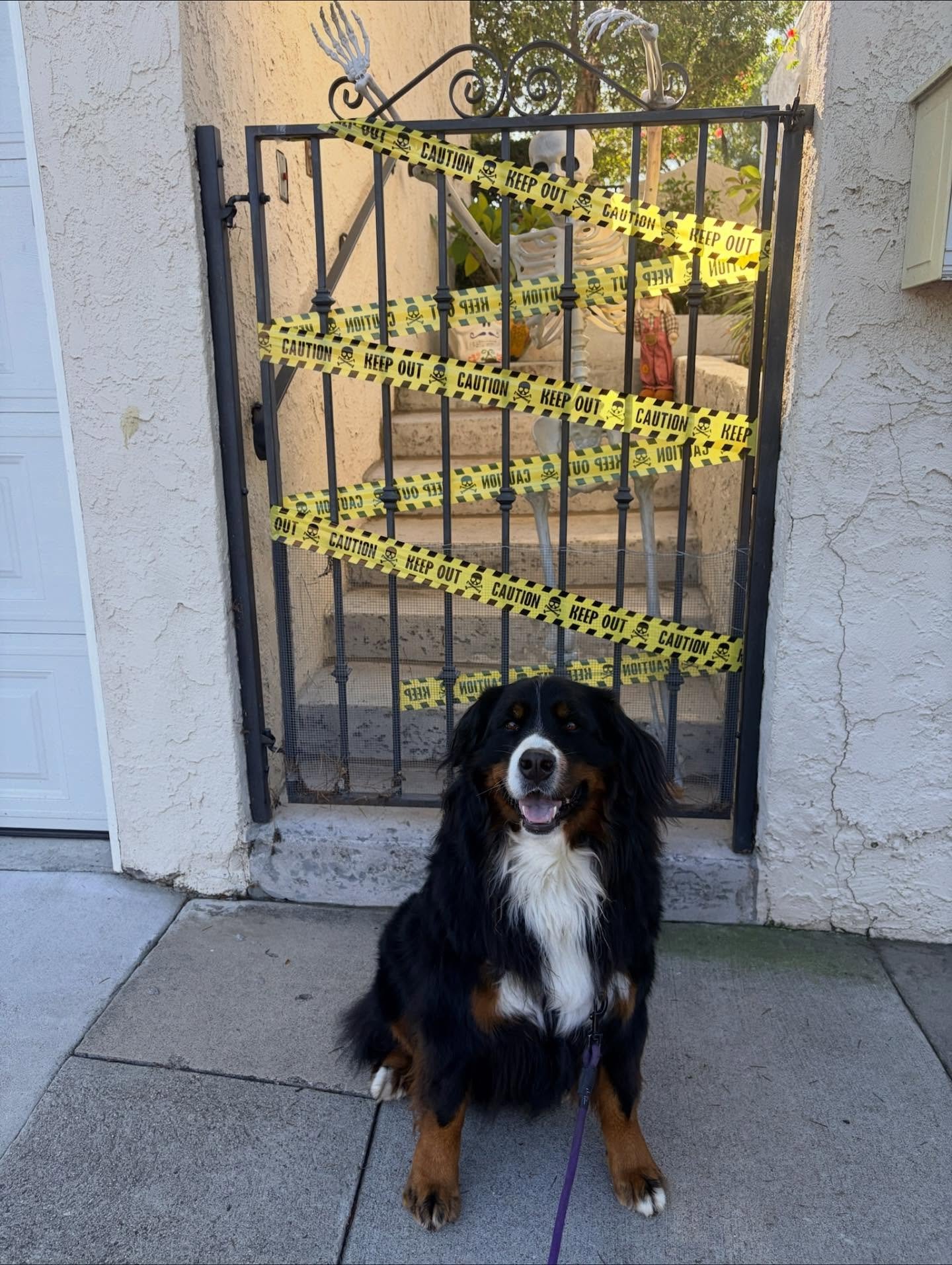 We would be lying if we said that we weren&rsquo;t still dreaming about our spooky strolls. 🎃🐾

#nightofthelivingpets #flashback #spookywalks #halloweenhangover #spookyszn