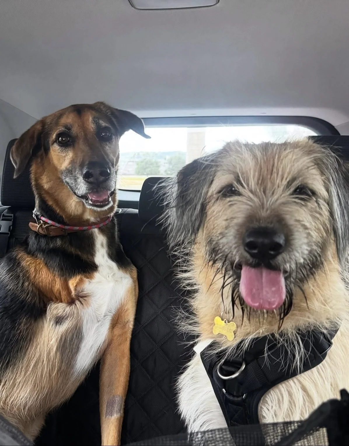 Hey Siri, play &ldquo;On the Open Road&rdquo; from A Goofy Movie. 🎶🚘

There&rsquo;s no better feeling than seeing a happy pup in the passenger seat. 💜

#nightofthelivingpets #drivingdogs #dogtaxi #roaddawgs