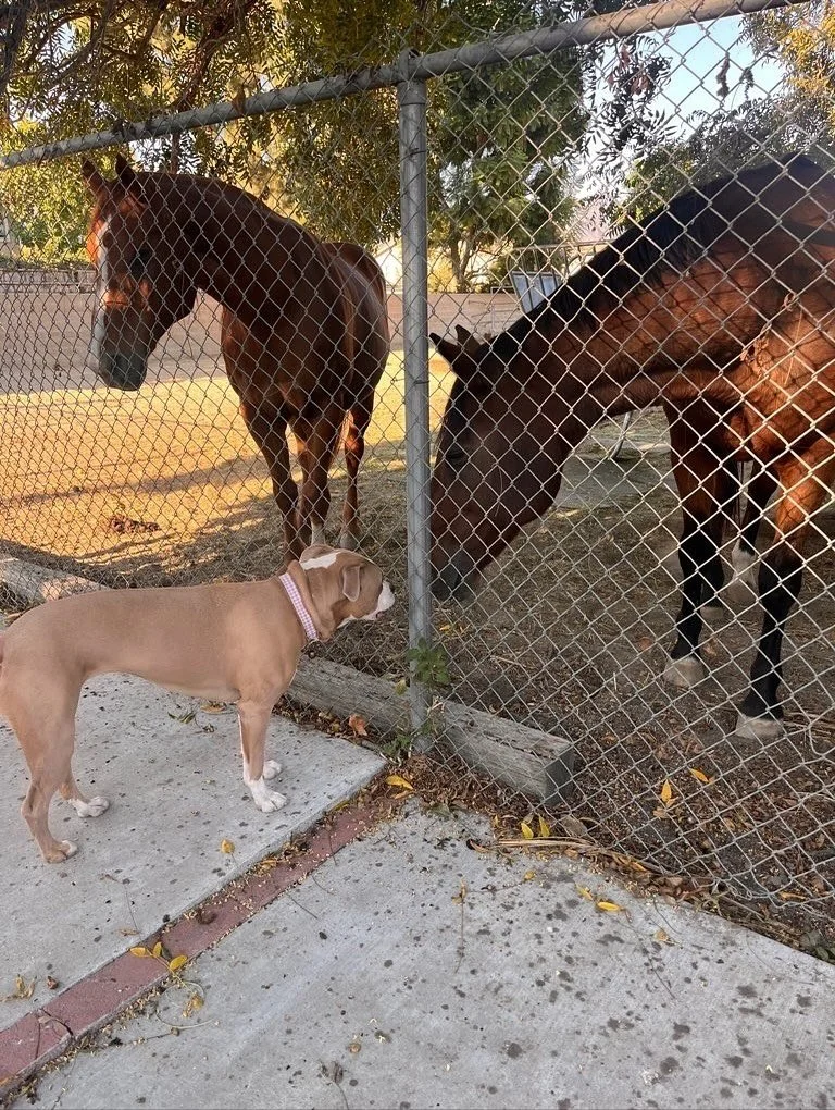 At Night of the Living Pets, every walk comes with a plot twist! 🤪

From surprise horse encounters, to pups declaring patio chairs as their royal thrones.🐴👑

You never know what you&rsquo;ll see on our spooky strolls. 👻

#nightofthelivingpets #do