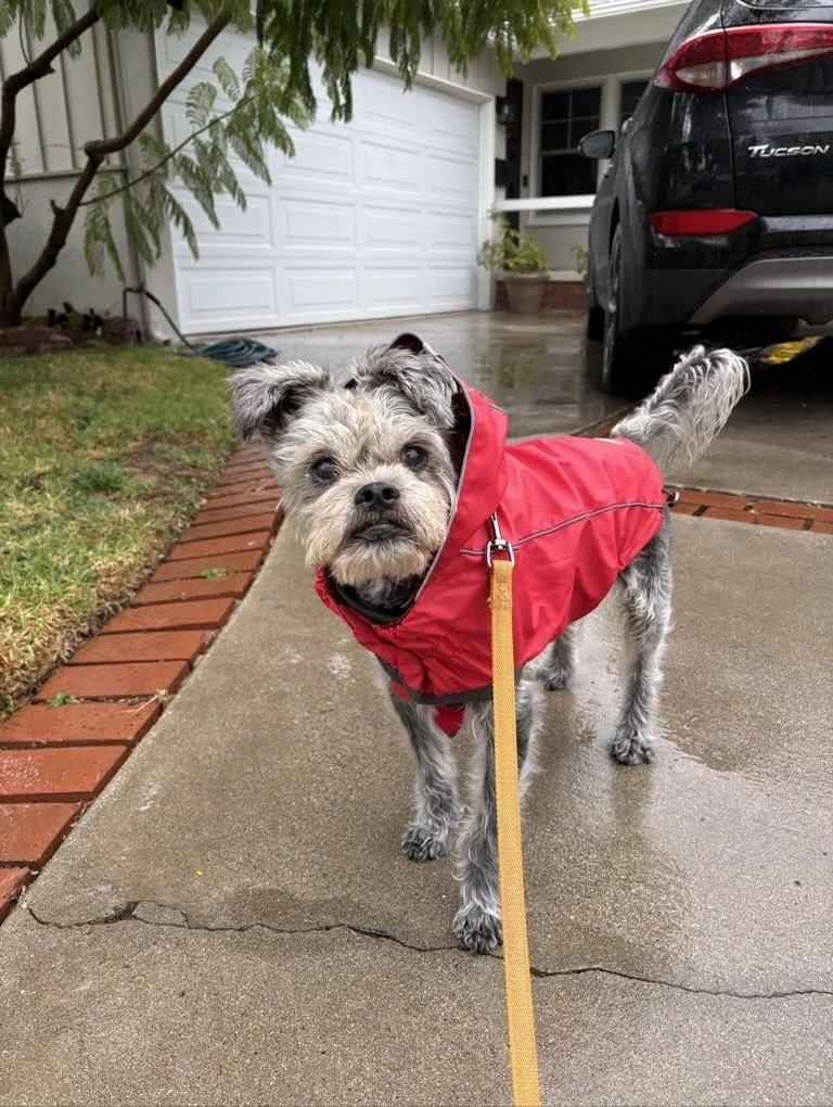 Breaking news: Dogs in raincoats have issued an official weather alert &mdash;

&ldquo;Today&rsquo;s forecast: 100% chance of zoomies with scattered treats.&rdquo; 🐶🌧⚡

#nightofthelivingpets #rainydaywalks #raincoats