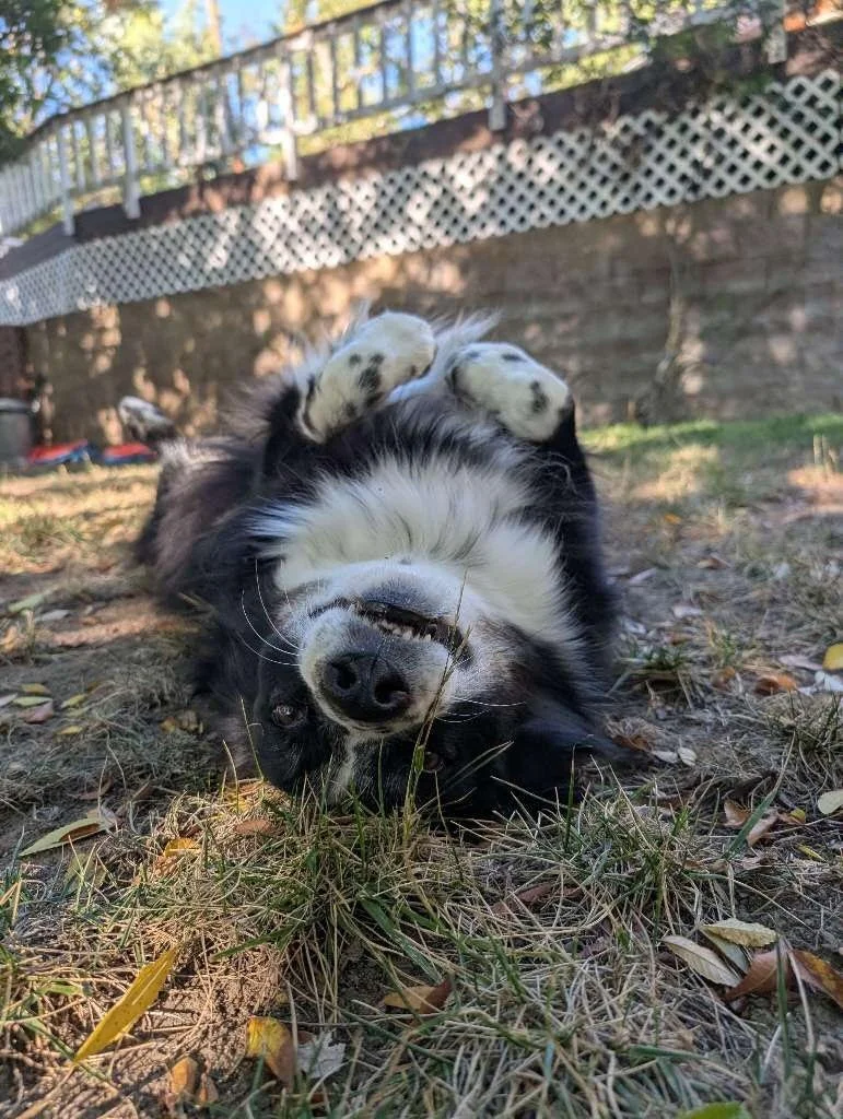 Something strange is happening in the neighborhood&hellip; 👀🐾

Looks like a few of our furry friends have slipped into the Upside Down! But don&rsquo;t worry, it&rsquo;s all belly rubs, naps and zero demogorgons in sight. 🌀

From dramatic sprawls 
