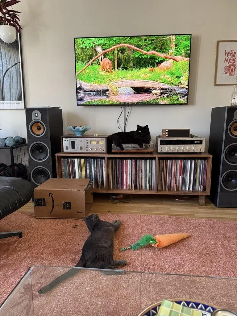 Cats watching TV be like: &ldquo;Do NOT change the channel, human. My stories are on.&rdquo; 🐱📺🐦&zwj;⬛🐿️

#nightofthelivingpets #catswatchingtv #instacat