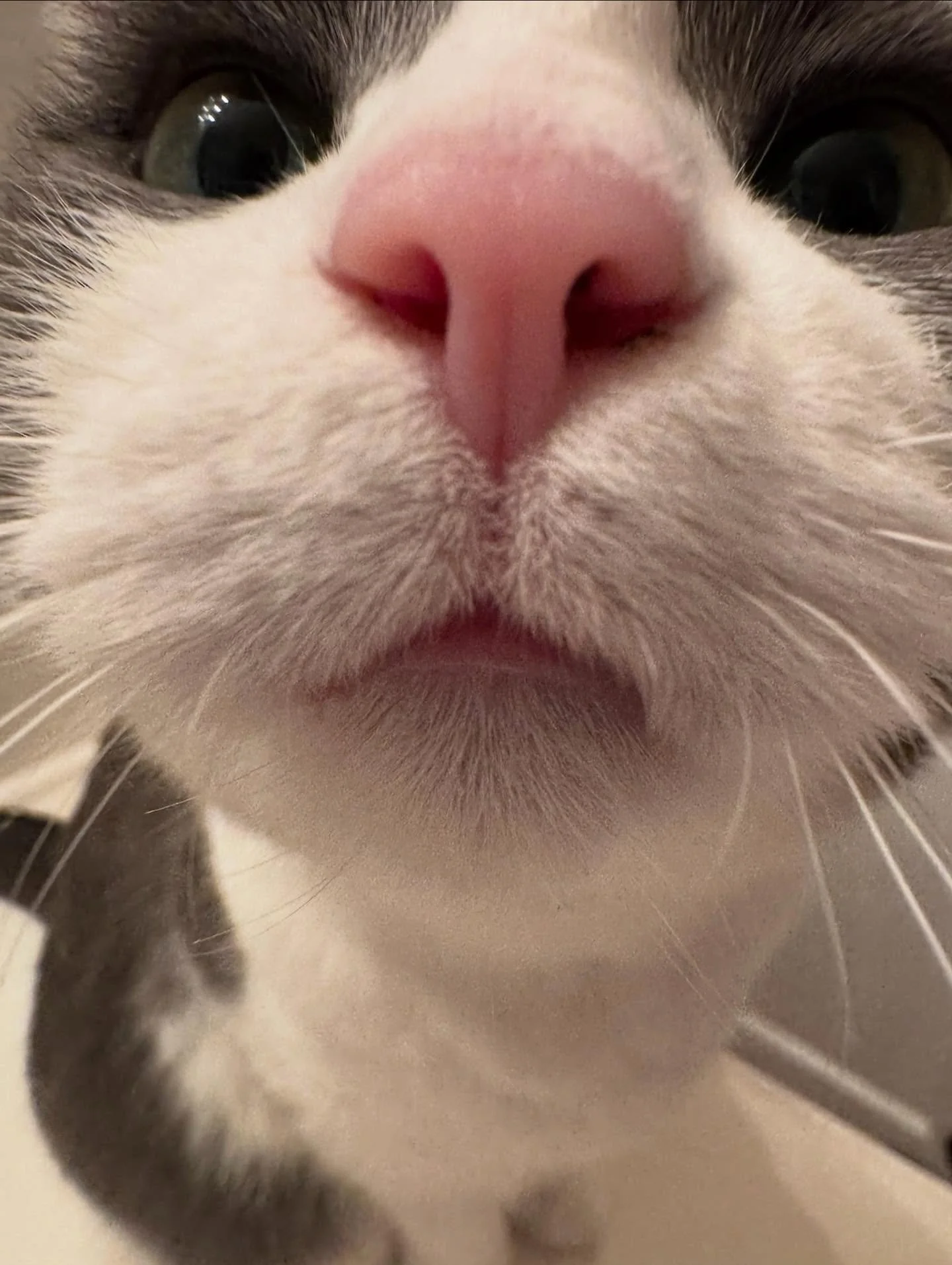 If it has a snoot, it&rsquo;s getting booped! .🫵🏼 👃🏼💥

#nightofthelivingpets #boopthesnoot #boopmynose