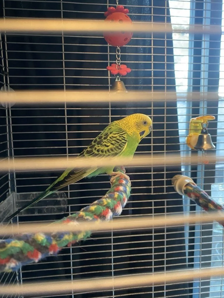 Meet Apollo! She is our resident Parakeet! She was the first bird to join our cute little animal cult and we think that&rsquo;s pretty friggin&rsquo; cool. 🦜  She might start off as a shy little bird, but once she trusts you&hellip;she lets her sass