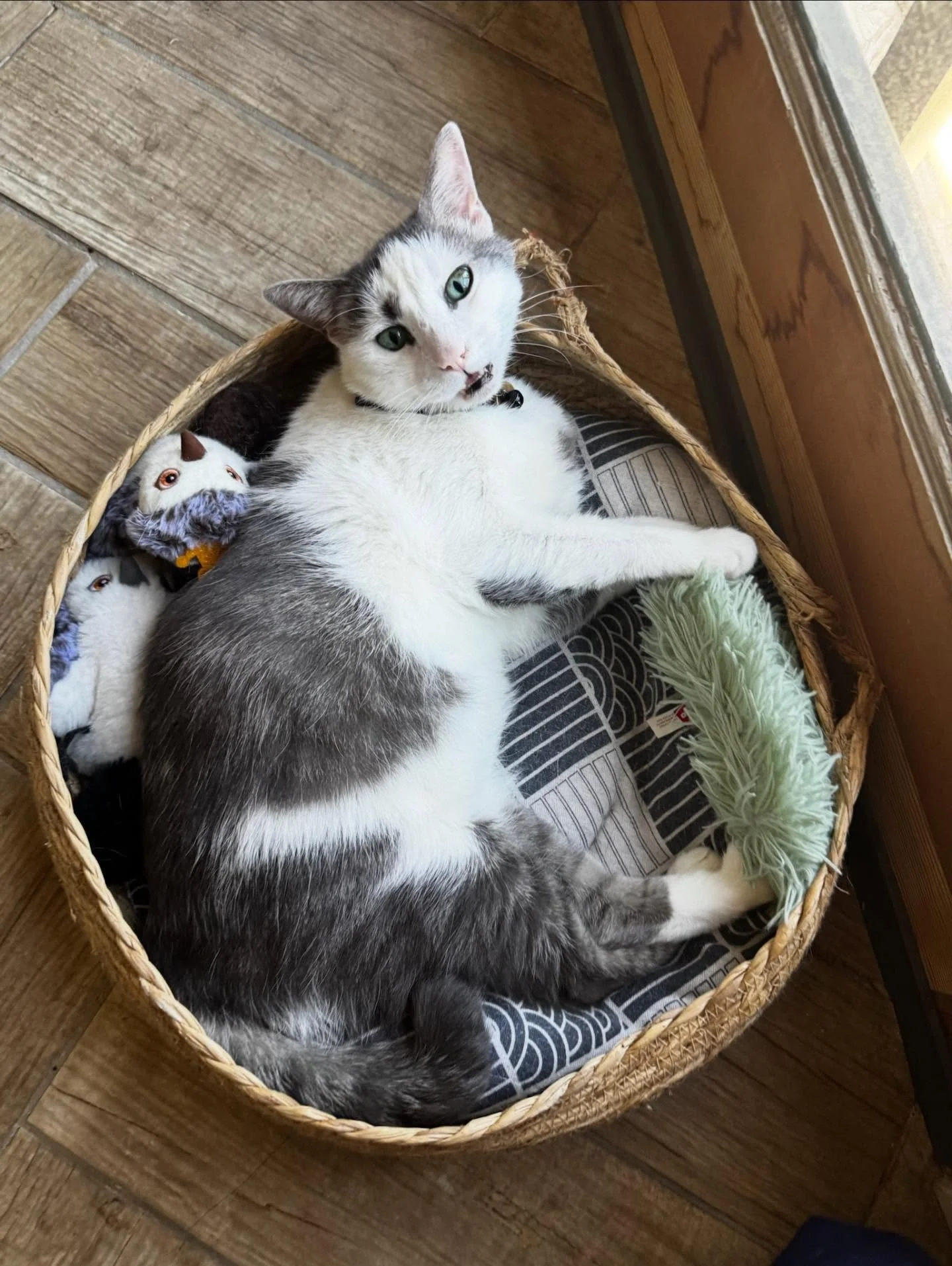 It&rsquo;s officially cozy season: slow mornings, warm blankets and a pet who refuses to let you move once they&rsquo;ve claimed your lap. 

If you need us, we&rsquo;ll be right here hibernating until further notice. 💤🐾

#nightofthelivingpets #cozy