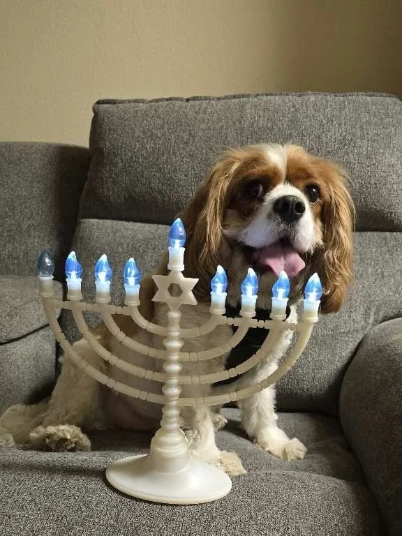 Latkes on the left, stockings on the right, chaos in the middle. Happy Howlidays! 🎄🕎

Swipe through this chaotic seasonal joy of pets reminding us that THEY, not us, are the true holiday icons. ⭐️

#nightofthelivingpets #happyholidays #decemeber202