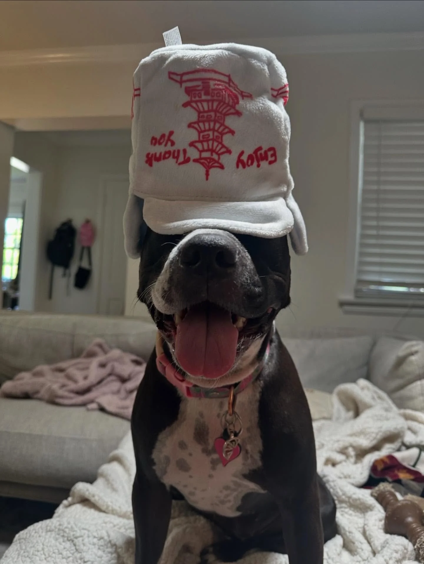 Holiday chaos may activate the inner gremlin that lives in all of our pet friends. 😈

Here&rsquo;s a reminder that enrichment keeps them happy, balanced and off the list of suspects in the great gift-wrap massacre. 🎁

Holiday puzzle toys? Treat-fil