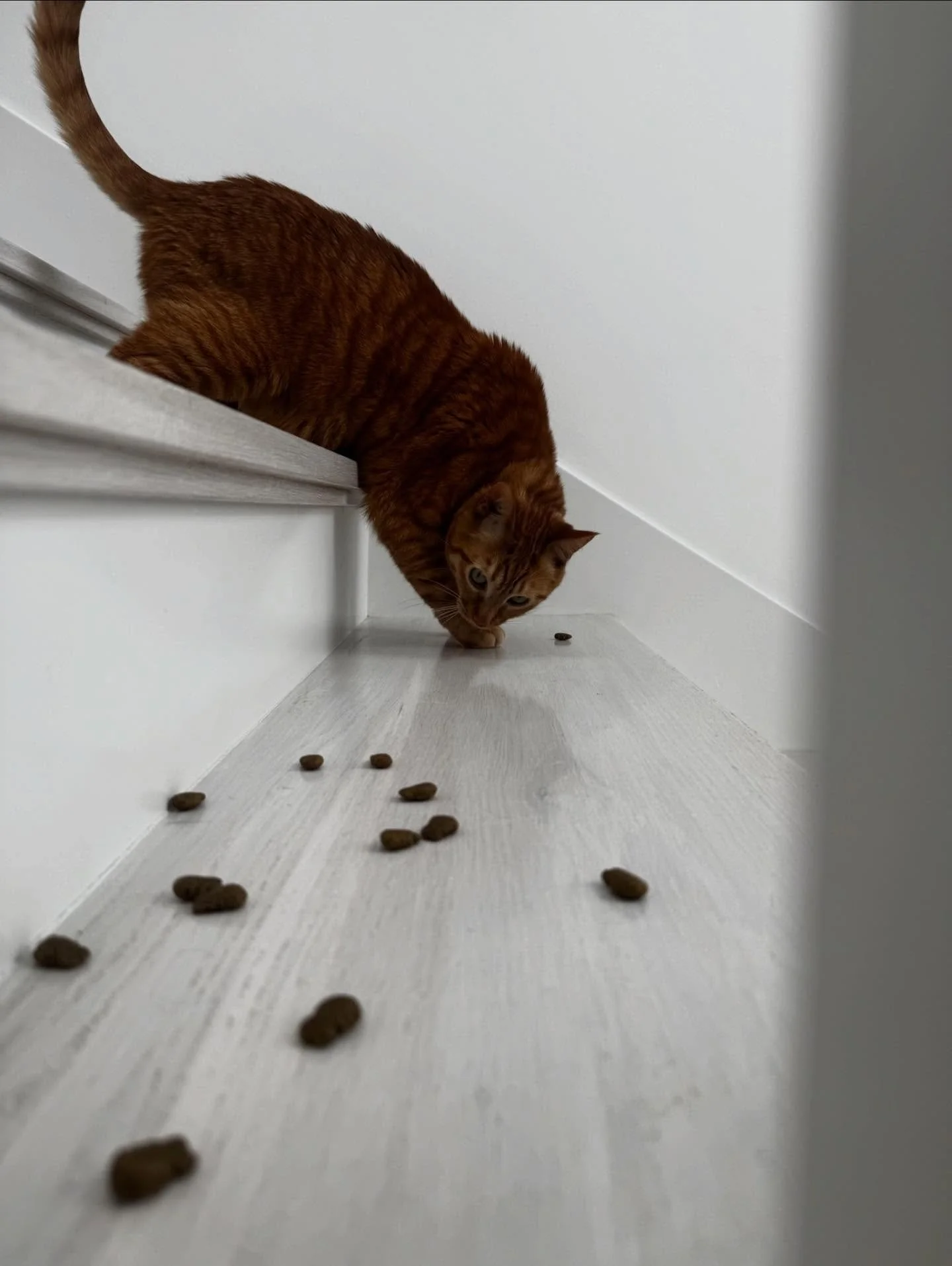 Stock the pantry, stuff the stockings and let the treats do the talking. 🎄❤️

Our festive go-tos:
 ✨ @bixbipet 
 ✨ @inaba_northamerica 
 ✨ Pup Cups from @starbucks 

Blessed be the treats that keep the holidays merry and the tiny beasts calm. 🙏🏼

