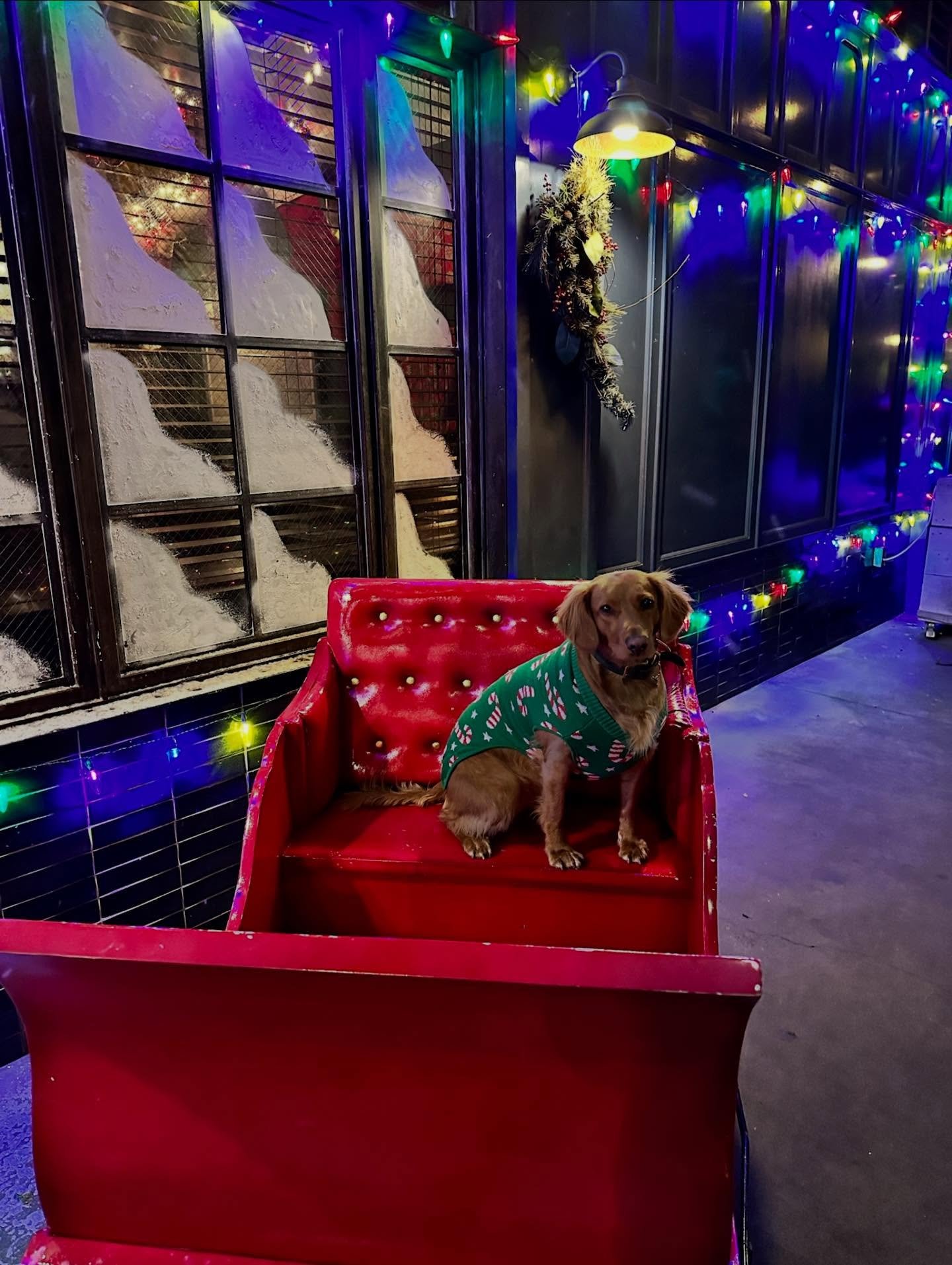 You know it&rsquo;s holiday season when the pets have layered, zipped up and are serving winter looks. ❄🐾

May your outings be merry, your sweaters cozy and your pets forever out-dressing you. ✨🎄

#nightofthelivingpets #petsinsweaters #holidayread