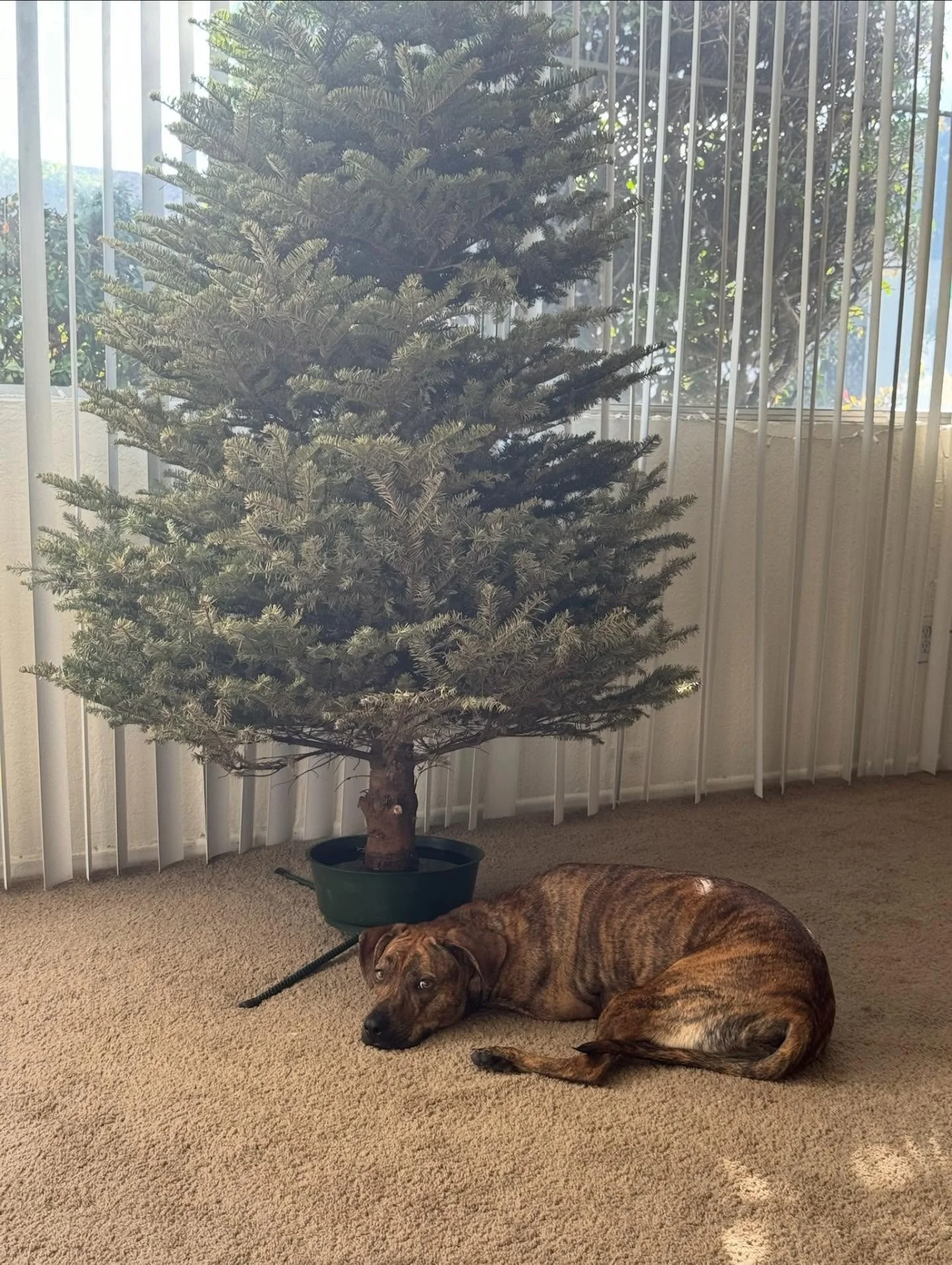 &lsquo;Twas the night before Christmas and the creatures were awake, 🌙

Stockings were hung, treats secured, no wrapping paper safe.

With warm glowing lights and hearts full of cheer,
We&rsquo;re wishing you cozy chaos this Christmas Eve here. 🎅

