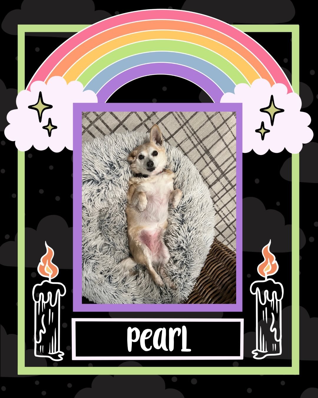 As this year comes to a close, we pause to honor the pets who crossed the Rainbow Bridge in its final months. 🌈🐾🪽

Though their absence is heavy, so too is the love they left behind. The comfort, the companionship, the countless moments that will 