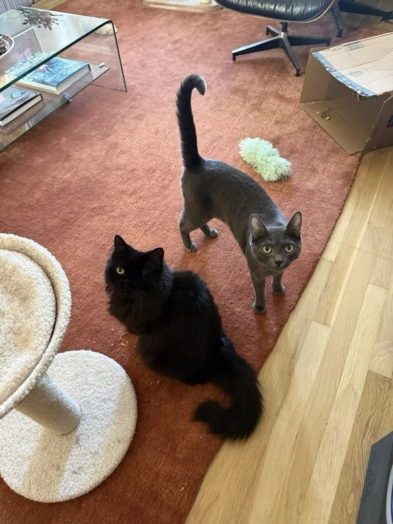 New year, same pack. 
Bound by fur and slobber. 🐾

#nightofthelivingpets #petsiblings #petsofinstagram