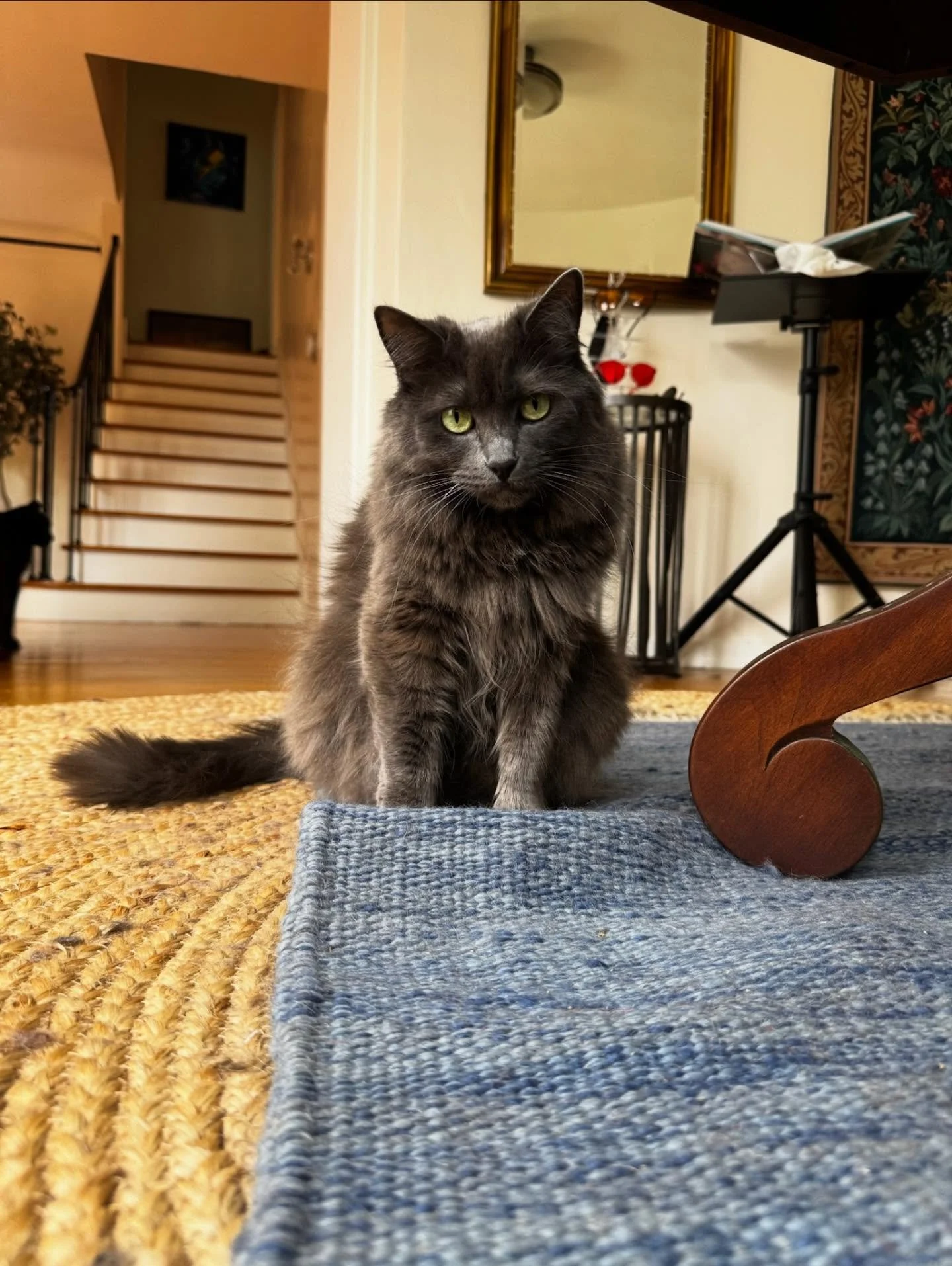Just cats doing cat things. 🐱

Loafing on record players ✔️
Claiming countertops ✔️
Playing epic games of hide-n-seek ✔️
Shredding toilet paper like it personally offended them ✔️

#nightofthelivingpets #catsbeingcats #instacat