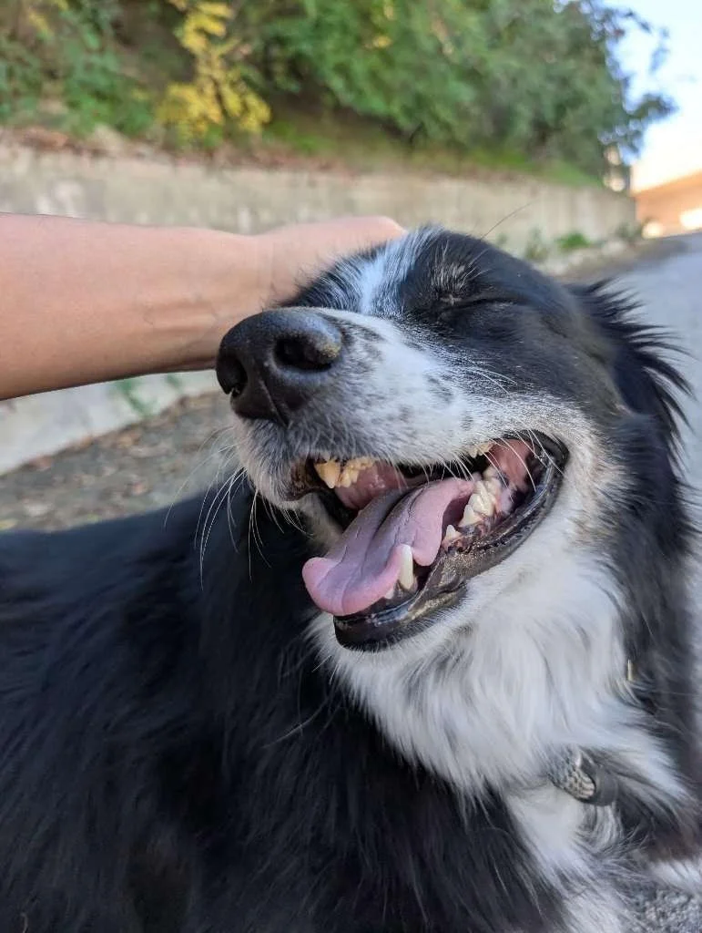 When the pets are thriving, but your arm has gone numb because it&rsquo;s been 47 minutes . . . 😜

#nightofthelivingpets #scritches #cantstopwontstop