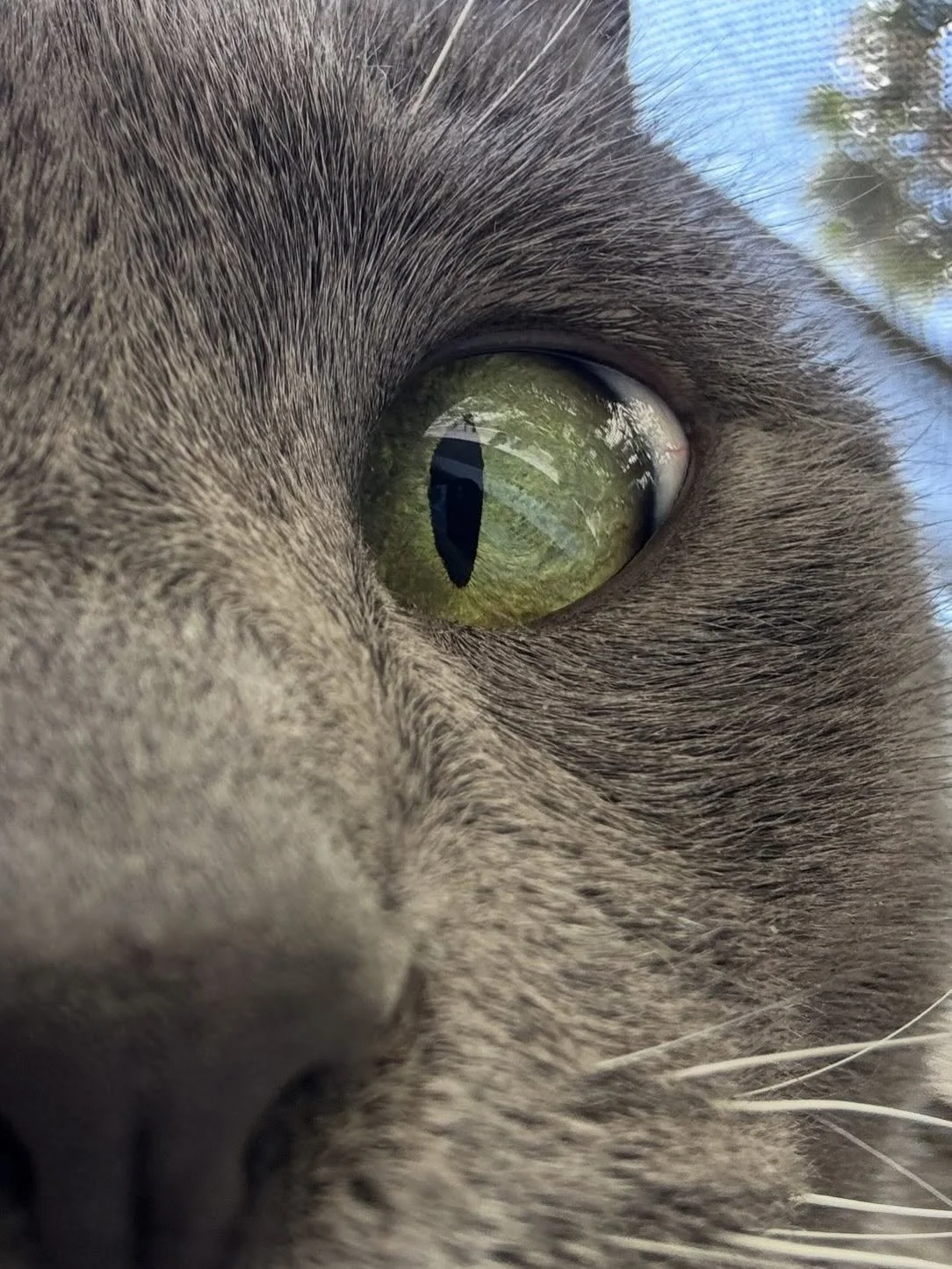 When you&rsquo;re going through your camera roll and find that your pet friends stole your phone while you probably going to get them a treat. 

These kinds of selfies are the best! 🤳🏼🐱🐶

#nightofthelivingpets #petselfies #nofilter