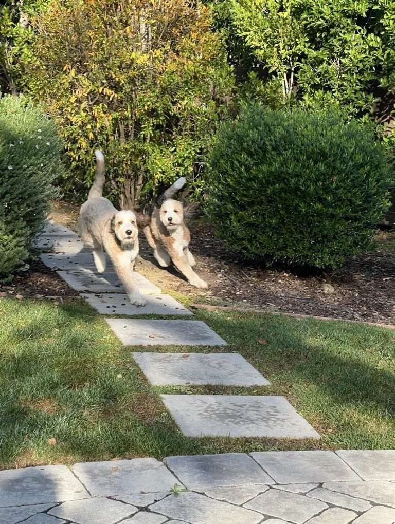 Meet Cashew &amp; Remy. 🐕🐕

These Doodle sisters love long walks and saying hi to all their neighbor friends (human and pet)! Their afternoons are filled with girl talk, living room wrestling matches, backyard zoomies and finding picking the perfec