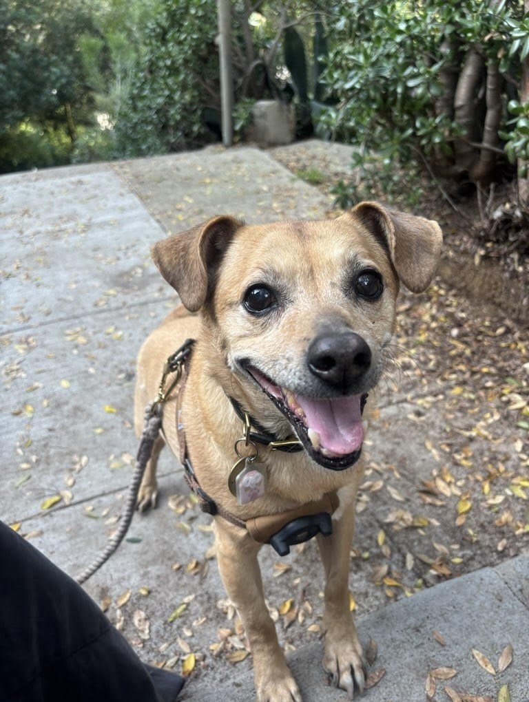 Proof is in the smiles. 

Loved pets, trusted sitters, hearts full! 💜😊

#nightofthelivingpets #smilingpups #happydogs