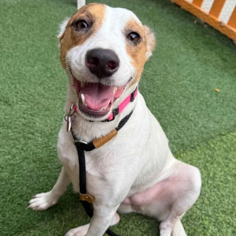 Each of these sweet souls carries a story of where they&rsquo;ve been and so much hope for where they&rsquo;re going 🐾

We&rsquo;re highlighting a few adoptable pets from @pawsforlifek9 who are patiently waiting for their next chapter to begin. 💫

