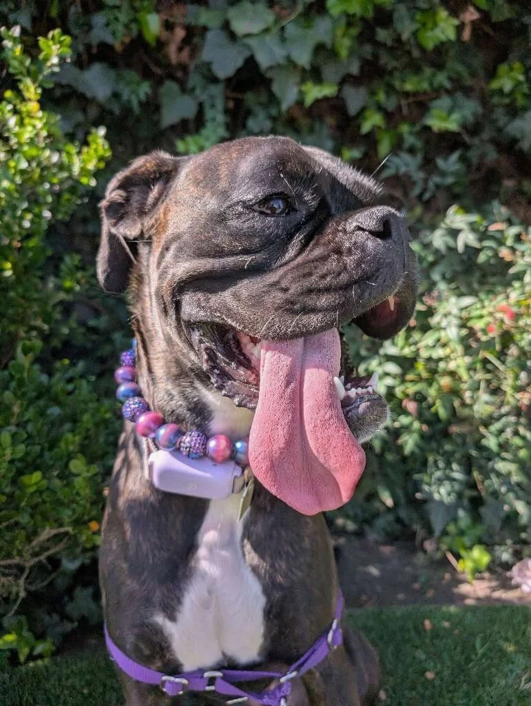 Some pets fetch.
Some pets nap.
And some pets&hellip;blep. 👅

#nightofthelivingpets #tonguesout #petsofinstagram