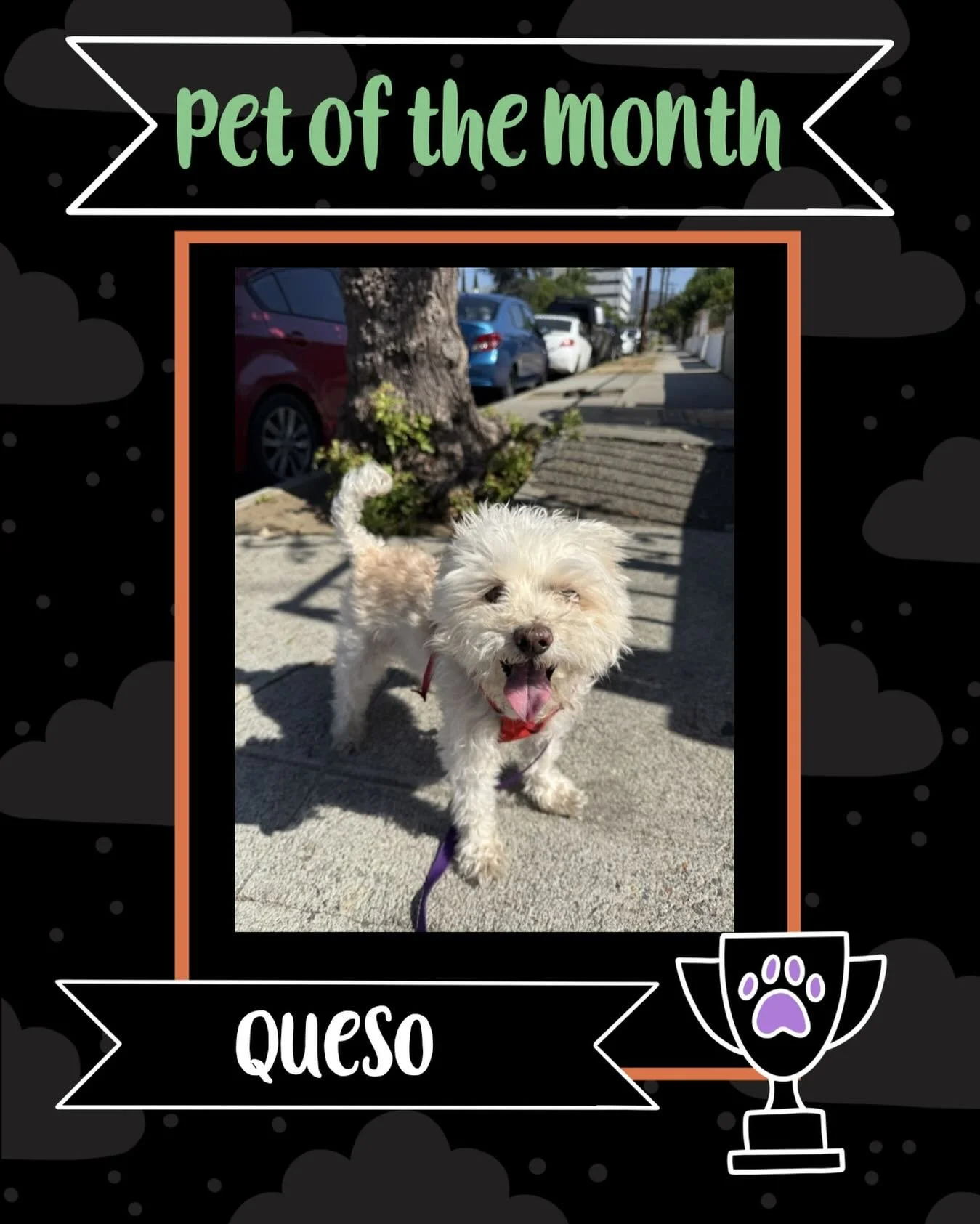 January&rsquo;s Pet of the month is Queso 🧀🐶
 Belly rub addict. Professional napper. Part-time food security guard.

Queso is sweet, cuddly, and deeply committed to lounging&mdash;couch, chair, bed, repeat. He loves his cat brother Chips&hellip; un