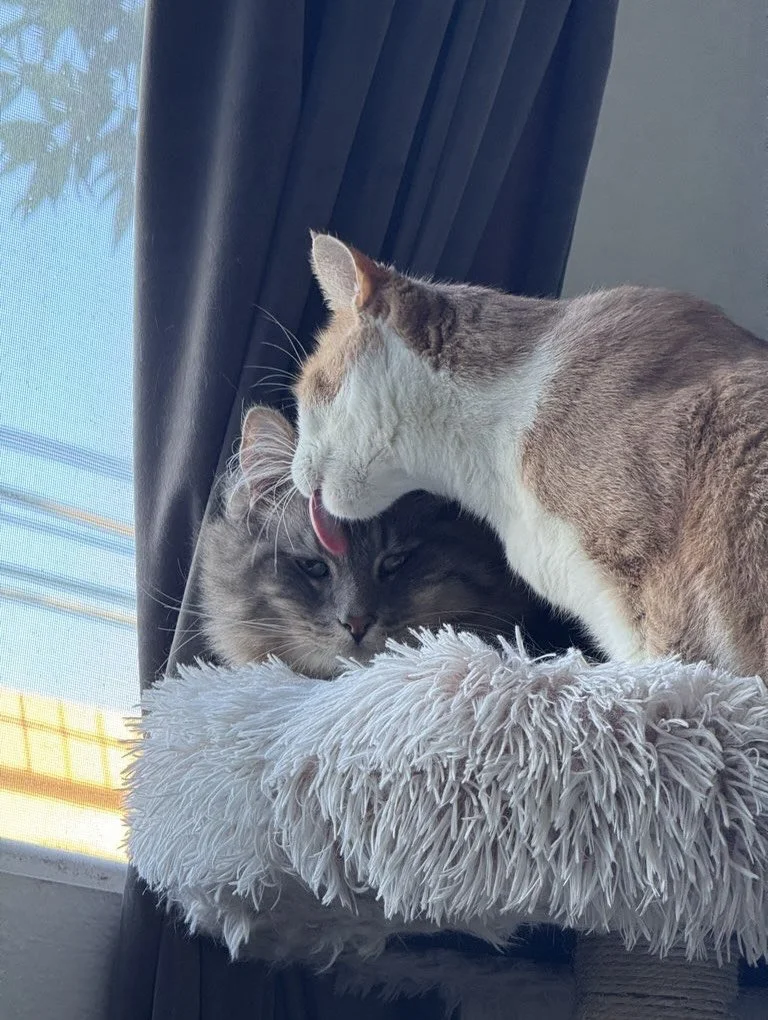 Even pets need self-care! 🧖🏻&zwj;♀️

Clean coats, happy skin and furry friends who think we exist solely to serve them. Honestly? Fair.

#nightofthelivingpets #petselfcare #spoiledrotten