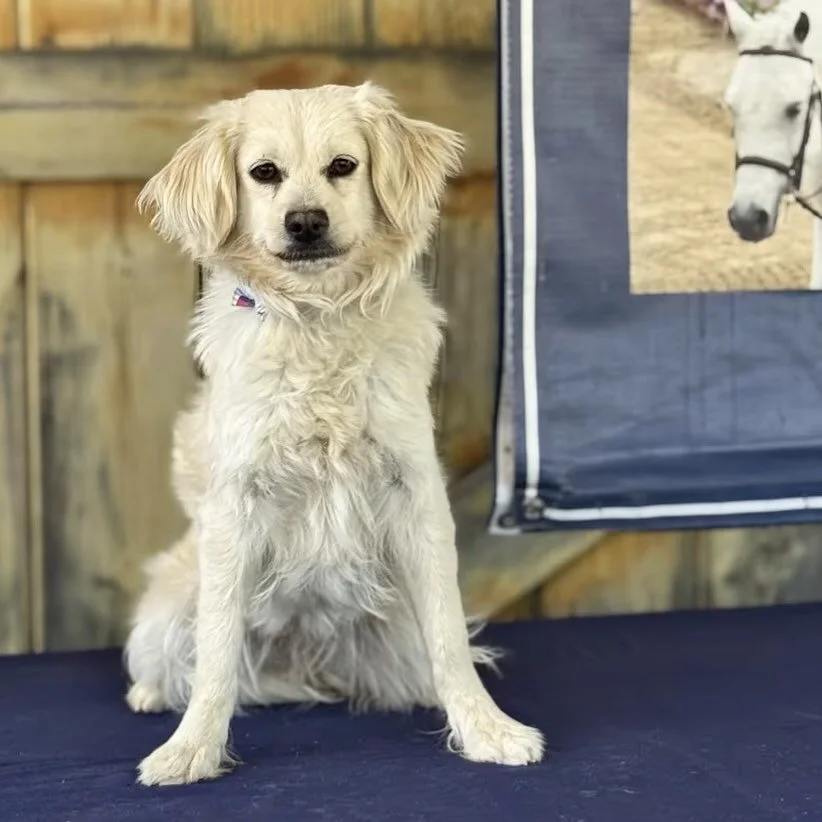 These sweet faces are looking for their forever humans 🐶💜

@barknbitches rescues dogs from high-kill shelters and the streets, locally and around the world, giving them the second chance they truly deserve. 🥹

When you adopt, you&rsquo;re not just