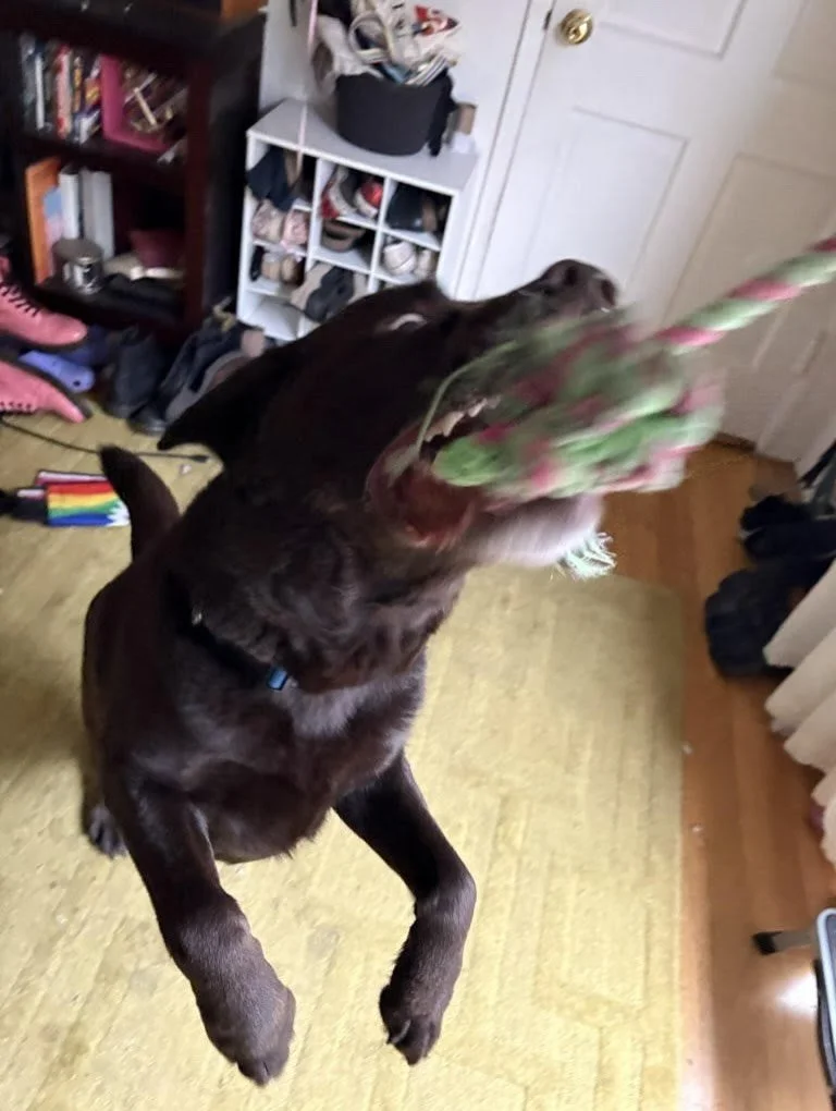 Playtime isn&rsquo;t just fun, it&rsquo;s essential. 🐶✨🎾

It keeps minds sharp, bodies strong and tails wagging.
A tired pup is a happy pup and usually a very well-behaved one, too 😉

#nightofthelivingpets #playtime #dogsintoyland