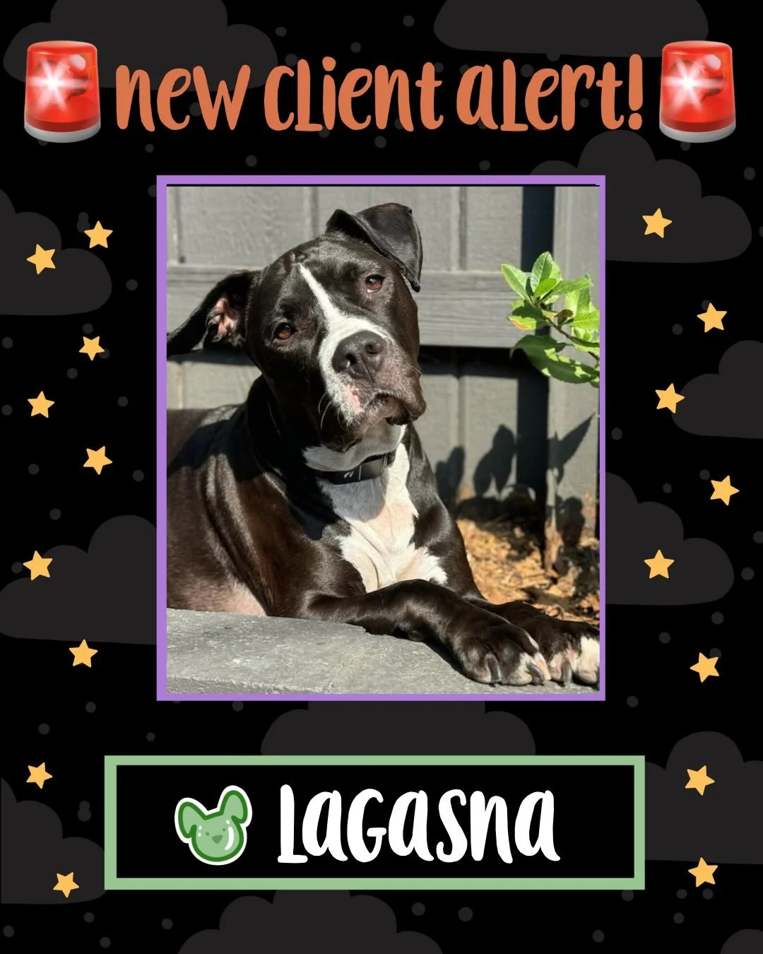 These cuties have officially been initiated into the Night of the Living Pets cult! 🐾

We can&rsquo;t wait to spoil them rotten, memorize their quirks and worship them like the royalty they clearly are. 👑

#nightofthelivingpets #welcometothecult #n