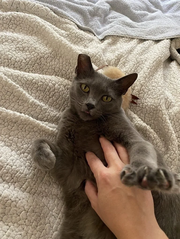 Meet Crayzo. This gorgeous grey girlie is truly one of a kind. She was a feral baby at her (now) owner&rsquo;s office building. Was he a cat person, you ask? Nope, he wasn&rsquo;t. Is he the coolest cat dad now? YES. 😻

With the softest fur and eyes