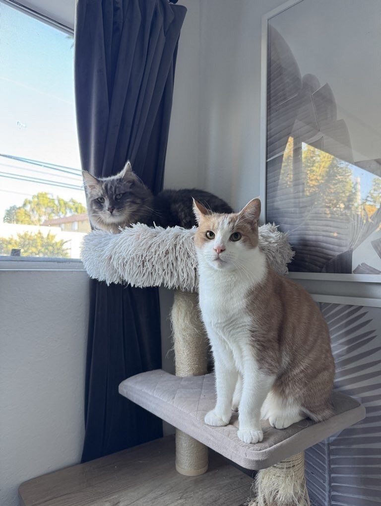 Besties for the resties! 🤝🏽💕

#nightofthelivingpets #bestfurriends #bff