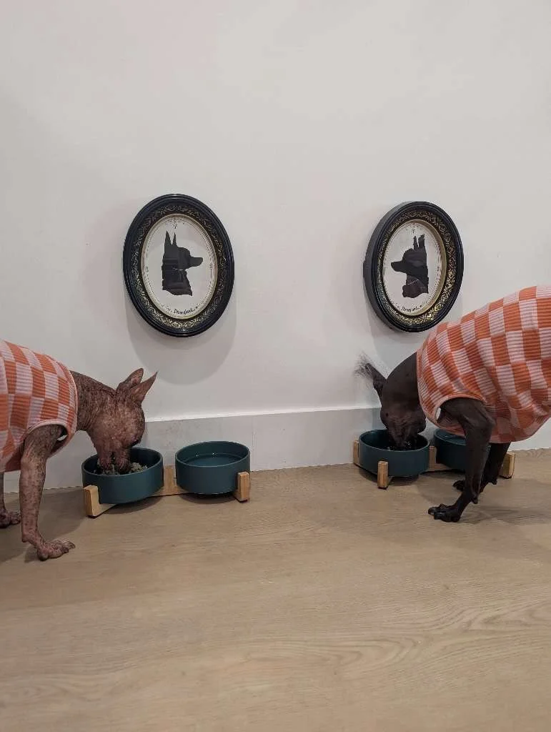 Different menus. Different personalities. Same very serious commitment to meal time. 🍽️

Some try to defeat their automatic feeder, some intently supervise while their bowl is prepared and some simply lick their lips and wait for their moment to get