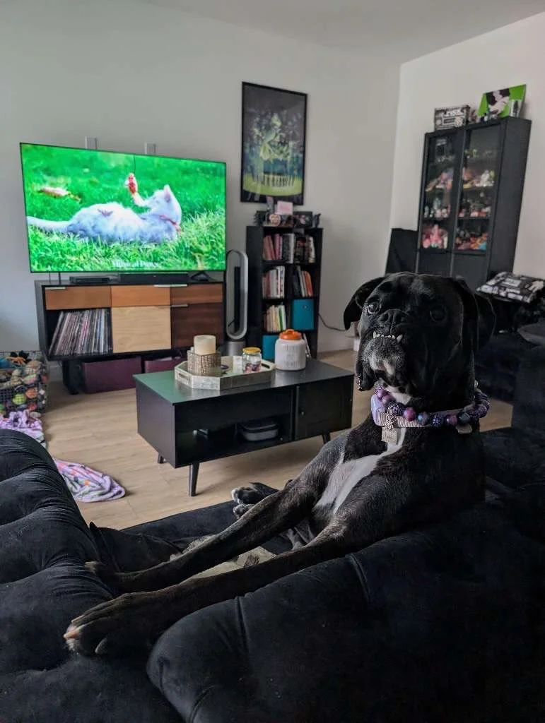 Screen time, but make it enriching. 📺✨

TV with moving animals or nature scenes can stimulate your pet&rsquo;s brain and reduce boredom when done in moderation.

Critic reviews pending... 🐾🍿

#nightofthelivingpets #enrichmentforpets #petswatchingt