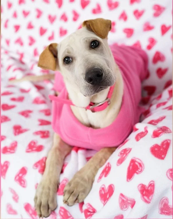 Ready to meet your new best friend? 🐾
These cuties are available for adoption through @pupculturerescue 

Here&rsquo;s how it works:
✨ Submit an application
🏡 Complete a virtual interview
🐶 Meet your potential new family member with their foster

