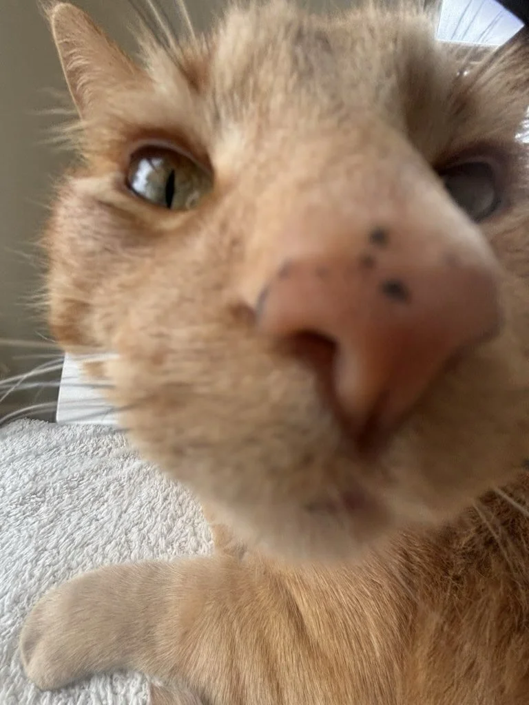 No nose left un-booped. 🐽👈🏻

#nightofthelivingpets #boopmynose #boopthesnoot