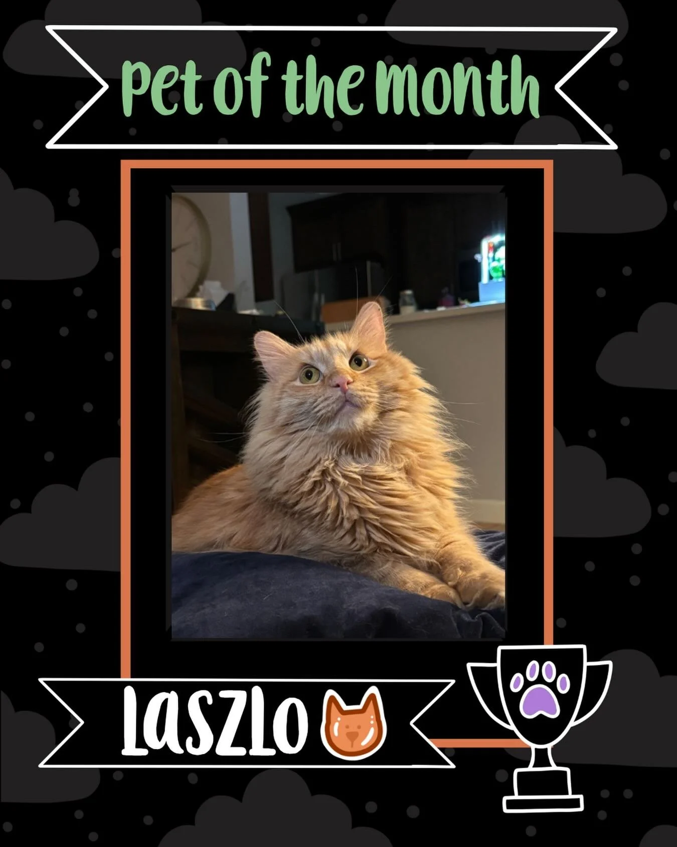 And the March winner is&hellip;LASZLO! 🧡

A perfectly floofy, orange boy has taken the crown! He is a quiet and gentle boy, so we know he won&rsquo;t rub it into his cat sister&rsquo;s face! He&rsquo;s humble, but we know he will wear this crown wit