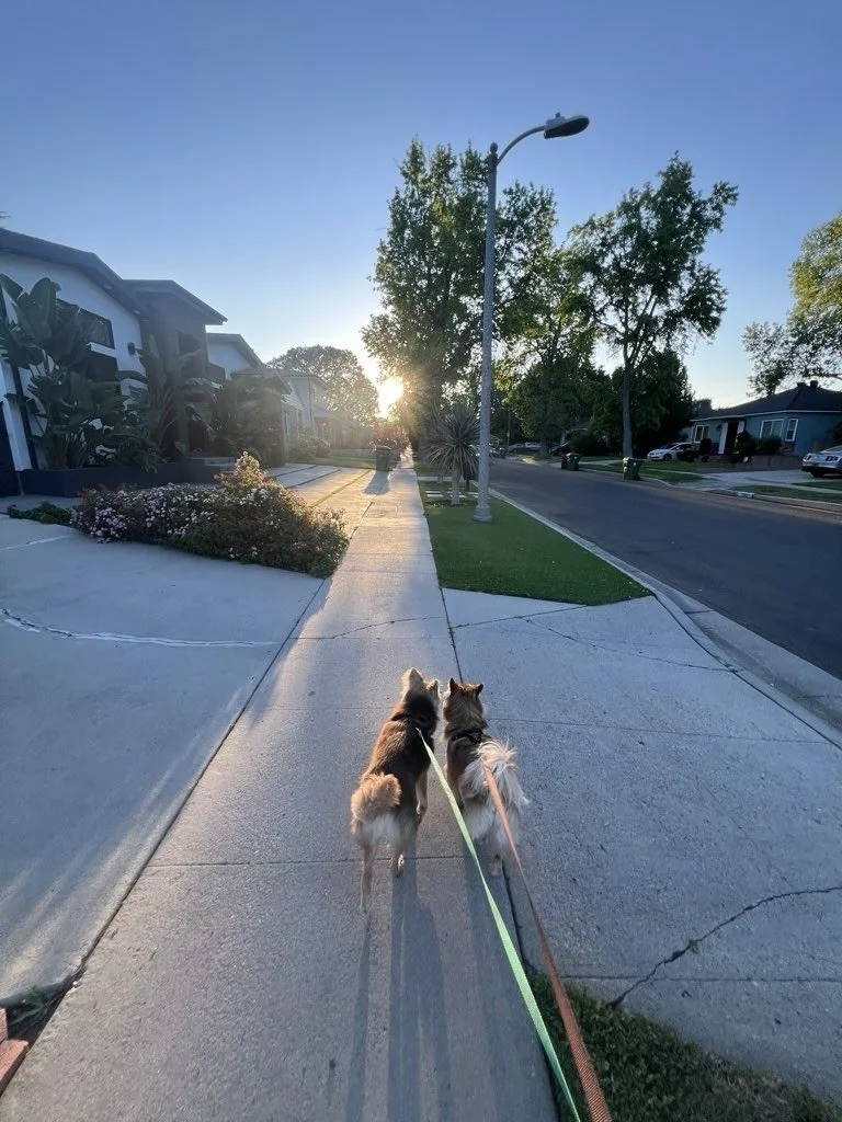 From sunshine strolls to glowing night time patrols! ☀️✨🌙

#nightofthelivingpets #dogwalkingadventures #professionaldogwalkers