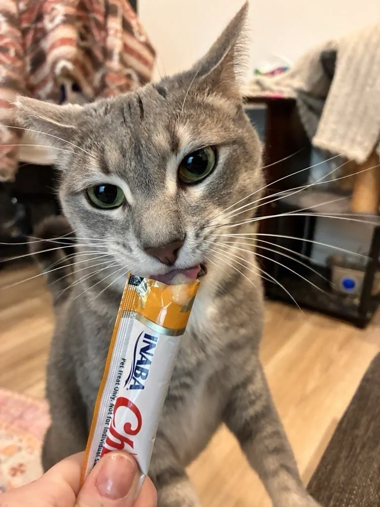 Shoutout to @inaba_northamerica for creating the only thing our cat clients will sprint for, scream about and judge us for not giving
sooner. 🐱✨

#nightofthelivingpets #inaba #meowforchuru