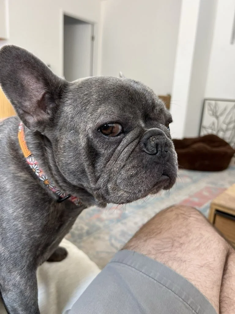 Pets might not talk, but their side eye tells us everything we need to know. 😒

#nightofthelivingpets #sideeye #petsofinstagram