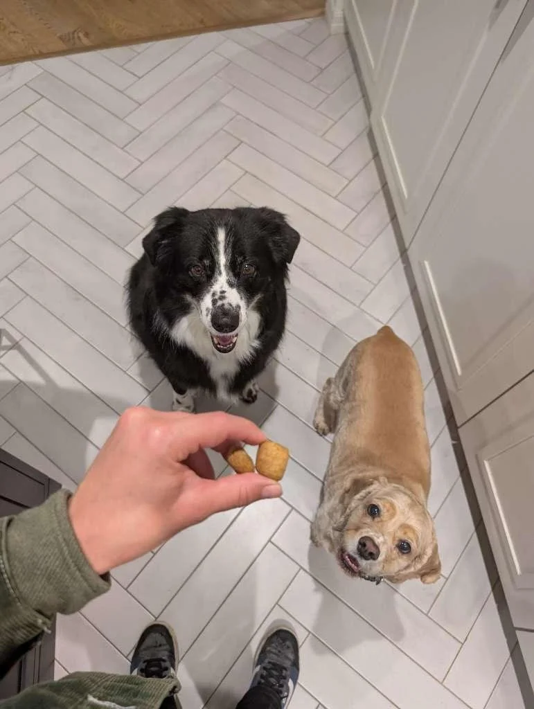 Good behavior or just really good at getting what they want? 👀

#nightofthelivingpet #treatos #dogsofinstagram