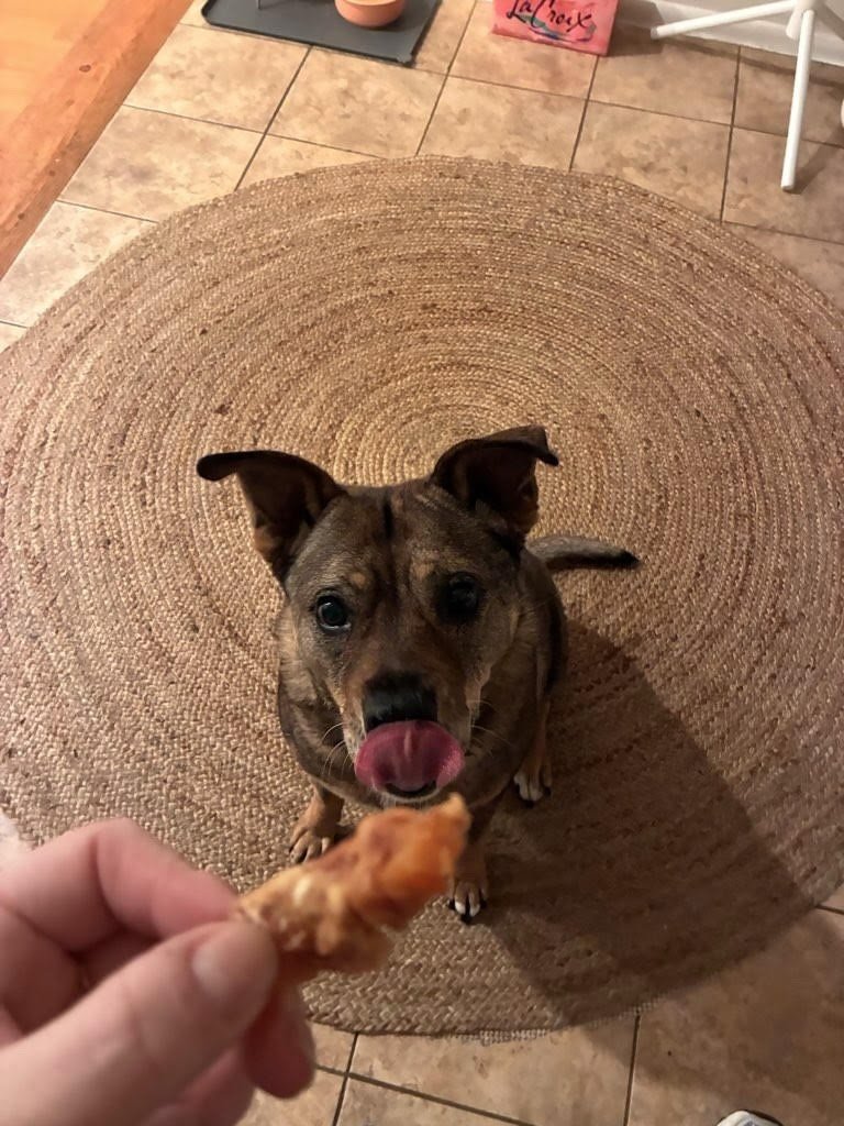 Not a single thought behind those eyes except &ldquo;T R E A T!&rdquo;

#nightofthelivingpets #treatos #dogsofinstagram