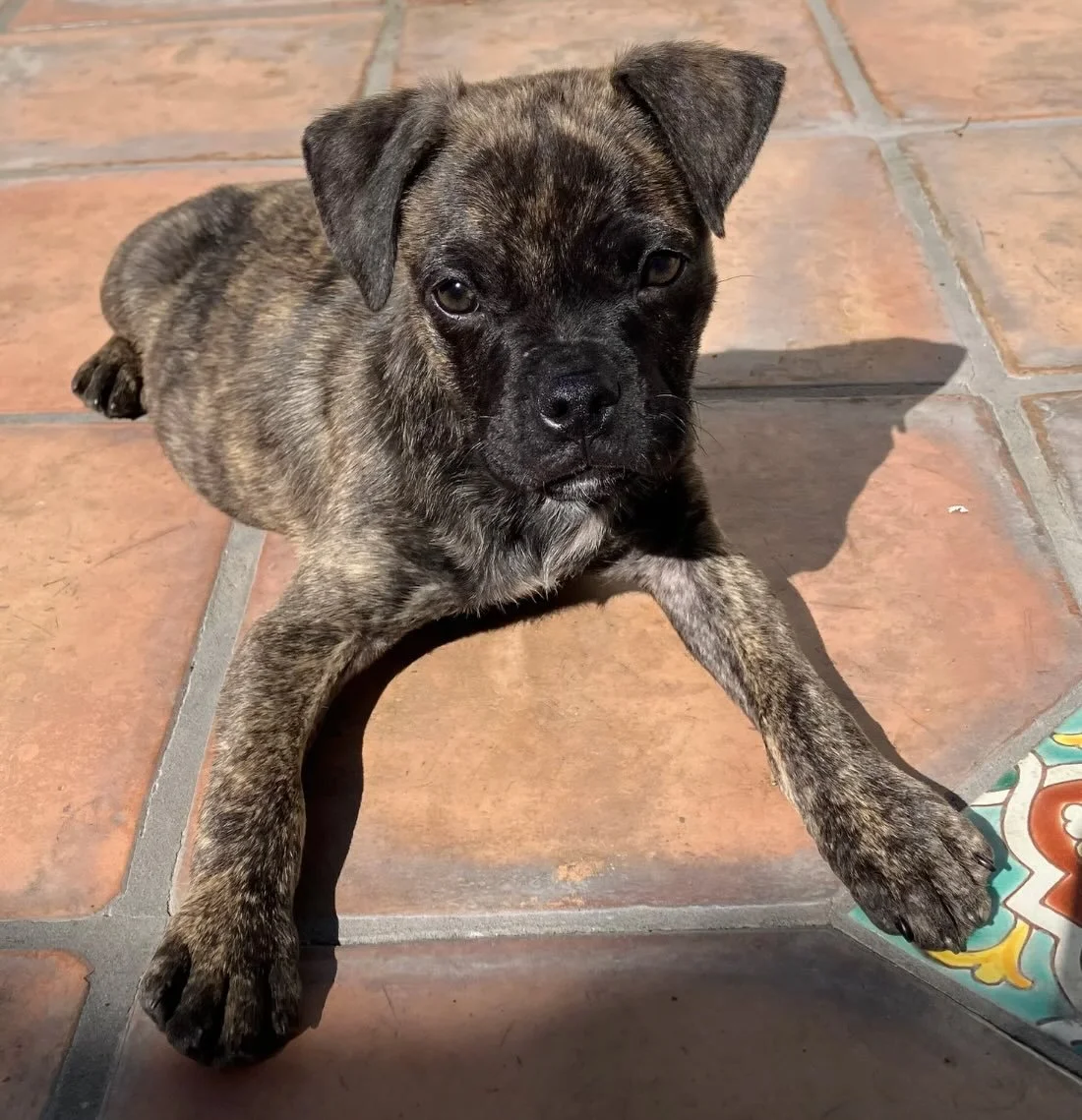 Looking for your new best friend? 🐶

Our friends at @wagsandwalks have rescued over 10,000 dogs right here in LA and helped match them with loving forever homes! Now it might be Y O U R turn.

These adoptable pups are ready for their next chapter an