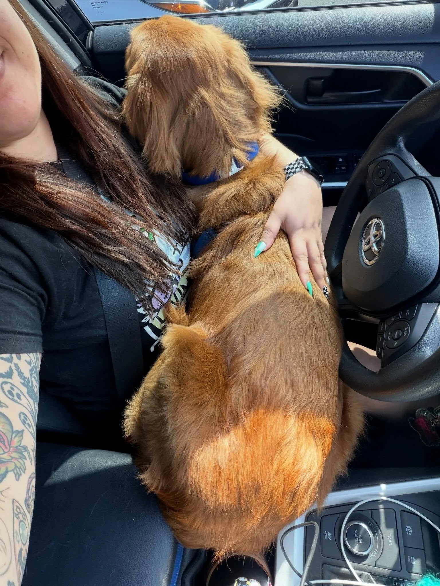 From emotional support copilots to surprise face kisses, we spend&nbsp; a LOT of time chauffeuring your furry creatures around LA! They have places to be and other doggies to see! We wish we were as popular as they are. 😎🚕

#nightofthelivingpets #p